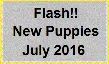 Puppies available now!