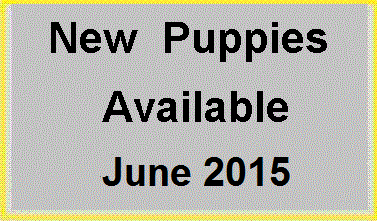 Puppies available now!